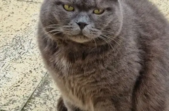 Animaux perdus , photo: Chat perdu, craintif, Rue du Pavé, Roucy