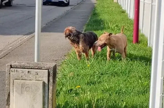 Chien trouvé Varces-Allières-et-Risset, photo: Chienne staff crème trouvée à Varces