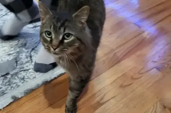 Found: Big Green-Eyed Tabby in Ashburn
