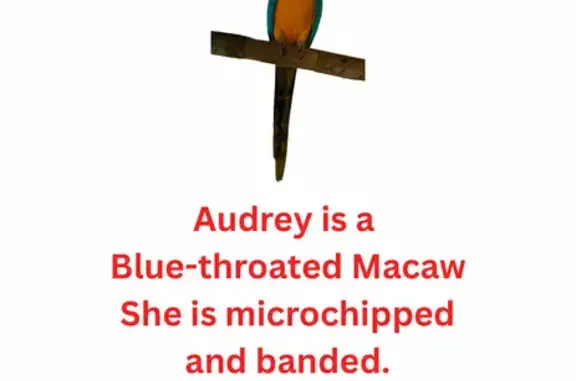 Lost Macaw: Yellow & Blue on Dupuy Ave