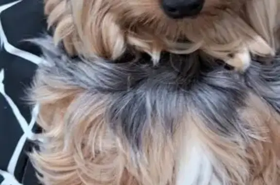 cachorro desaparecida