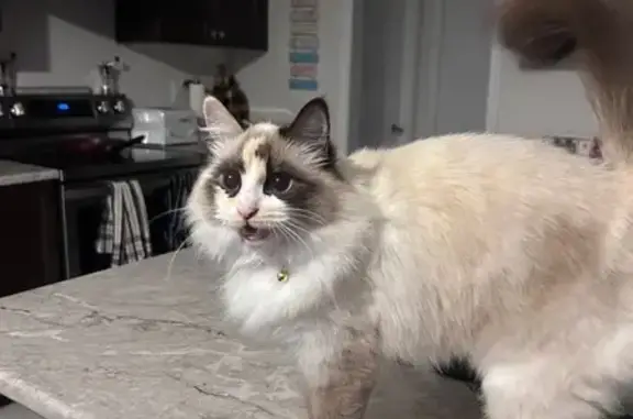 Lost Fluffy Cat: Blue Eyes & Orange Spots