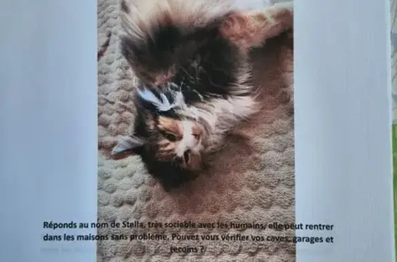 Chat perdu, Saint-Didier-de-la-Tour, photo: Chatte tricolore perdue à Saint-Didier