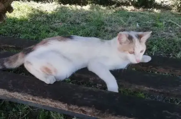 Animaux trouvés Losne, photo: Chatte trouvée blanche tachetée à Losne