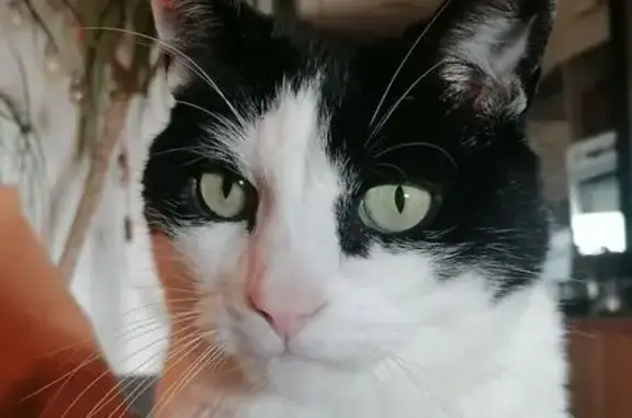 Animaux perdus Verdun, photo: Chat perdu noir et blanc à Verdun