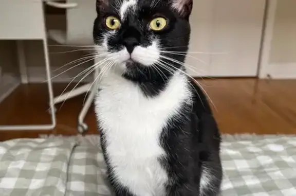 Lost Cat on Tavistock Rd - Please Help!