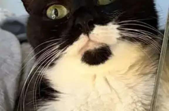 Animaux perdus Nice, photo: Chatte perdue, noir et blanc, Nice