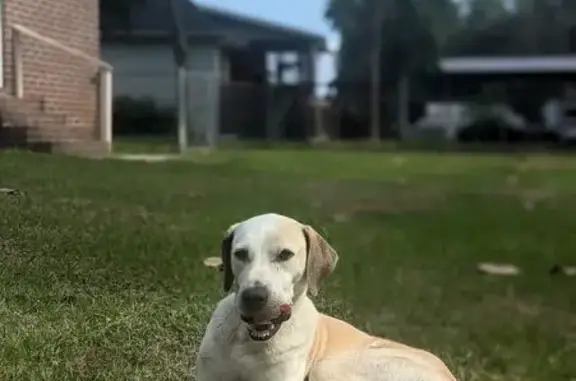 Sweet Young Dog Found Near Millen
