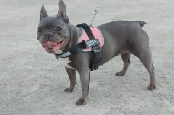 Bouledogue français gris perdu à Taradeau - photo