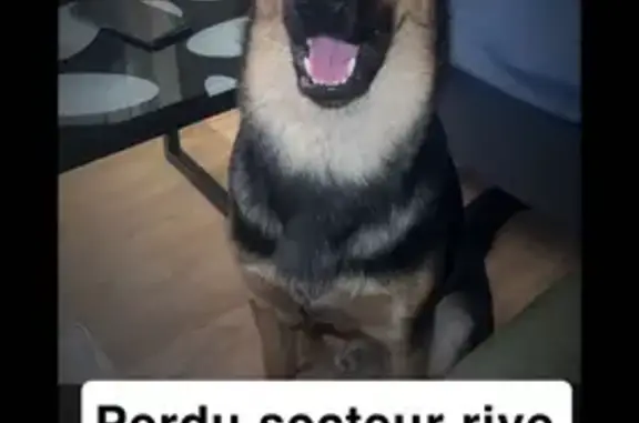 Chien perdu Tours, photo : Chien perdu Oxo 8 mois, Tours 37