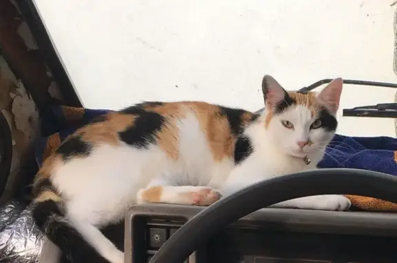 Chatte perdue à Pleuven, Ménez Bras - photo