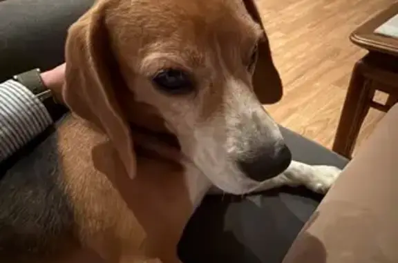 Perro Perdido en Barcelona: Rasgos Únicos