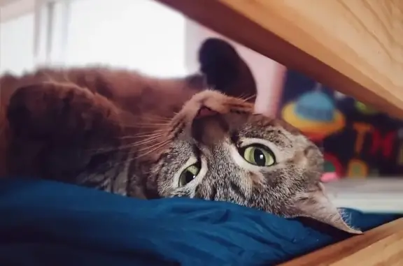 Lost Cat Alert: Help Find Waffles!