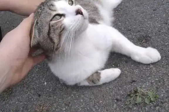 Chat perdu Tigré blanc/marron à Saint-Alban - photo