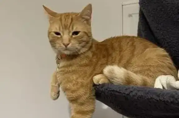 Chat roux perdu à Saint-Avé, contactez-nous - photo