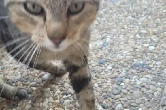 Chat tigré affectueux cherche foyer sûr - photo