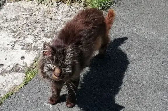 Chat trouvé Bordeaux, photo: Chat trouvé, yeux jaunes, rue de Laseppe