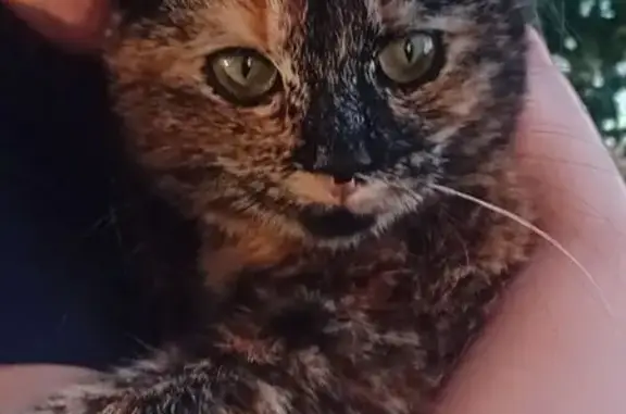 Chatte écaille disparue à Bidart : Mia 8 mois - photo