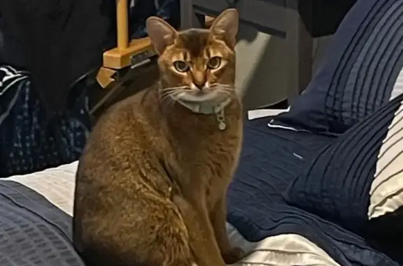 Lost Abyssinian Cat: Blue Collar, Clermont