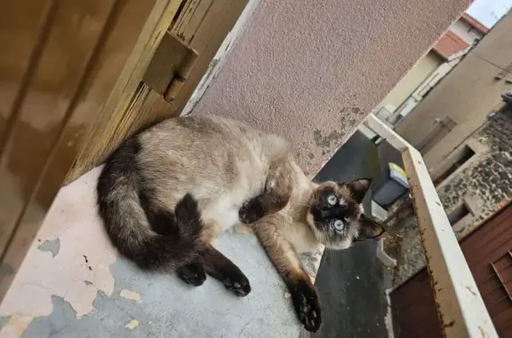 Chatte siamoise perdue à Gerzat - photo