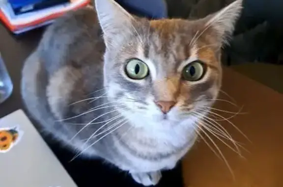 Animaux perdus Rezé, photo: Chat perdu Rue des Naudières, Rezé