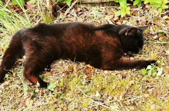 Chat trouvé Saint-Hilaire-Saint-Mesmin, photo: Chatte noire faible trouvée à St-Hilaire