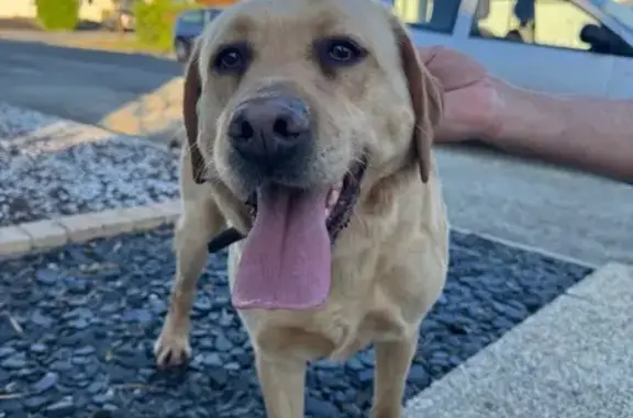 Animaux trouvés La Planche, photo: Labrador crème trouvé avec collier marron
