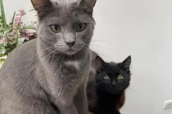 Animaux perdus La Madeleine, photo: Chat gris perdu, tache blanche au cou