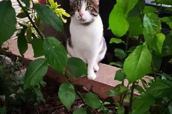 Chat blanc tigré trouvé à Aix-en-Provence - photo