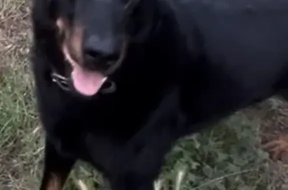 Chien perdu Hyères, photo : Beauceron noir et feu perdu à Hyères