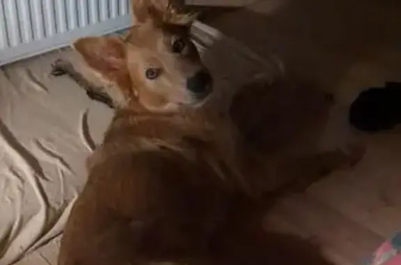Chien perdu , photo : Chienne perdue à Montalzat après orage