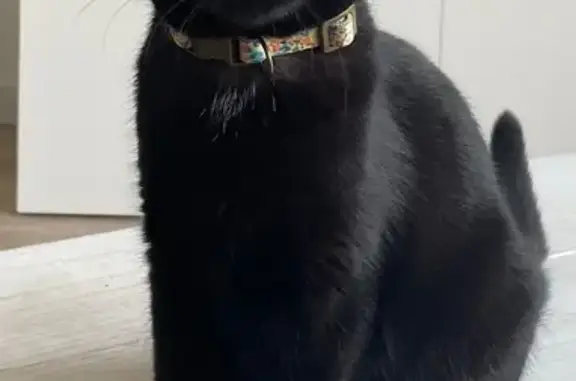 Animaux perdus Faches-Thumesnil, photo: Chat peureux perdu, Faches-Thumesnil