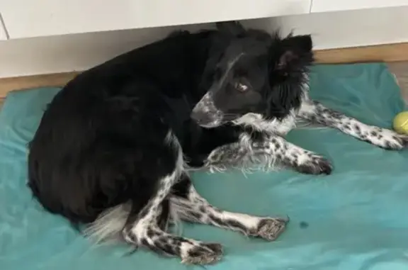 Chien perdu , photo : Chienne perdue, noire et blanche, Lussan