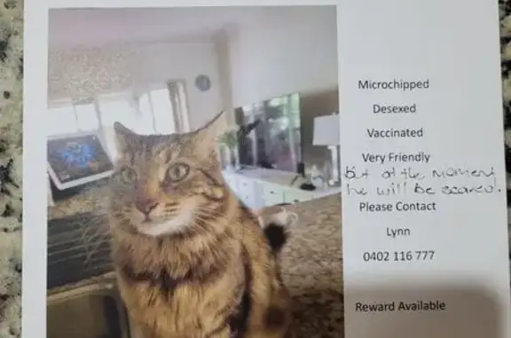 Lost Tabby Cat: South Terrace,...