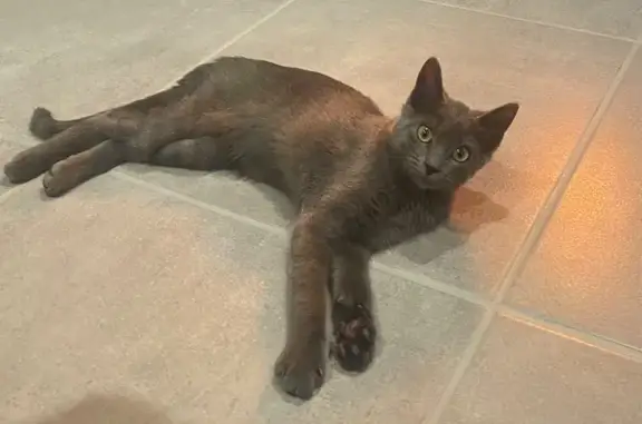 Chat perdu, Sainte-Savine, photo: Chat perdue gris foncé, boîte parfois