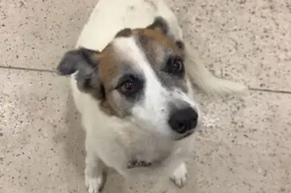 Lost: Sweet White & Brown Dog, Greely Rd