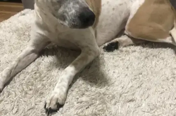 Lost: Sweet Red Heeler, Onna in Westminster