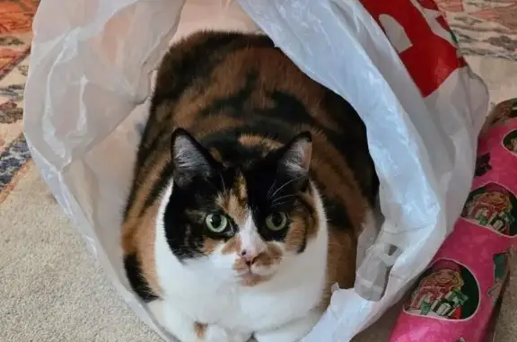 Lost Calico Cat: Friendly & Chonky, Corll St.
