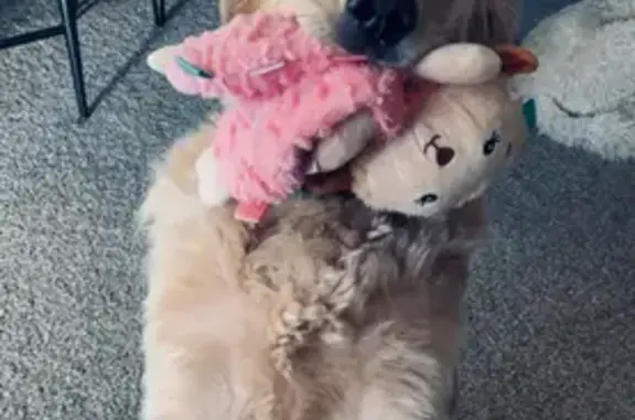 Lost: Timid Golden Retriever Ruby in Grove