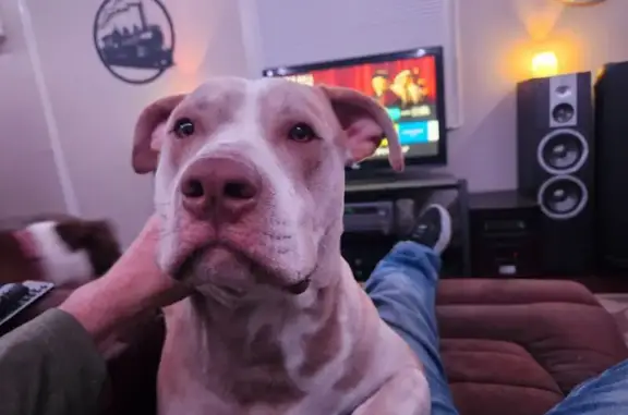 Lost: Large Tan/White Pit Bull in Saks