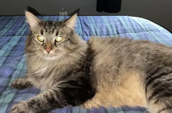 Lost Cat: Skittish but Loves Treats!