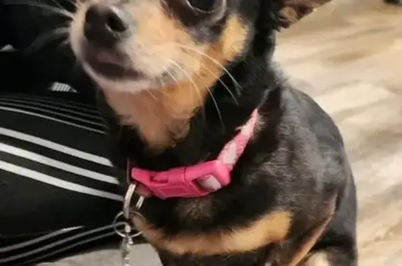 Found Dog Near El Pollo Loco - Claim Now!