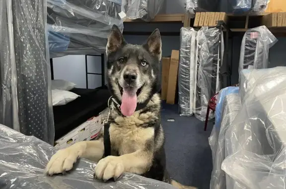 Found: Shepherd Husky Mix in Crestwood