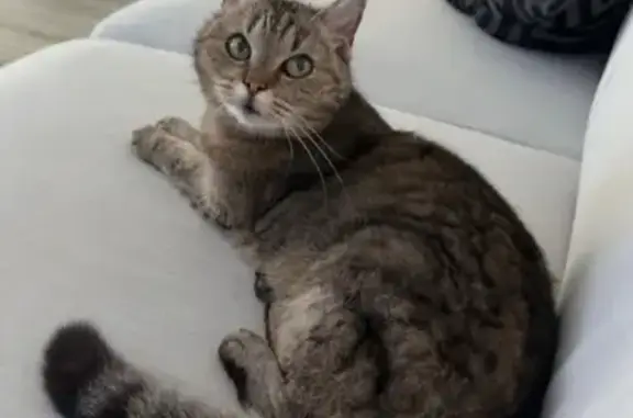 Animaux perdus Maxéville, photo: Chat tigré perdu, Rue de la République 13