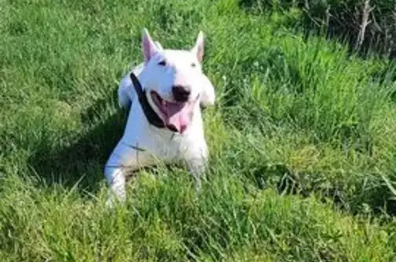 Chien perdu , photo : Chien perdue blanc, oreille noire Zellenberg