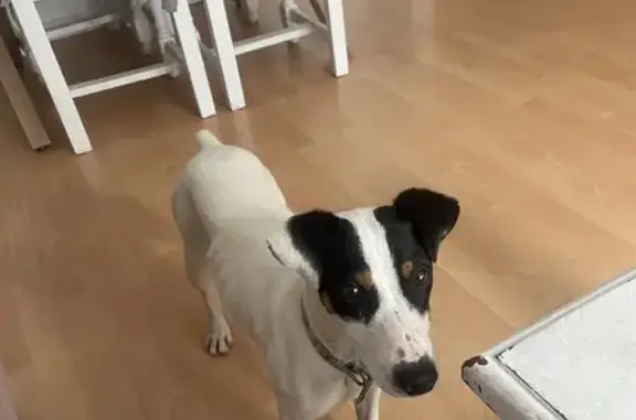 Cachorro Asustado y Desnutrido...