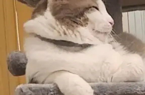 Animaux perdus Gisors, photo: Chat perdu : blanc/gris, collier gris, Gisors