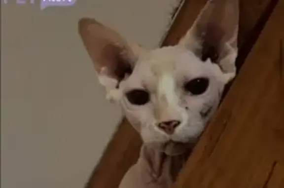Sphynx perdue à Neuville-Saint-Rémy - photo