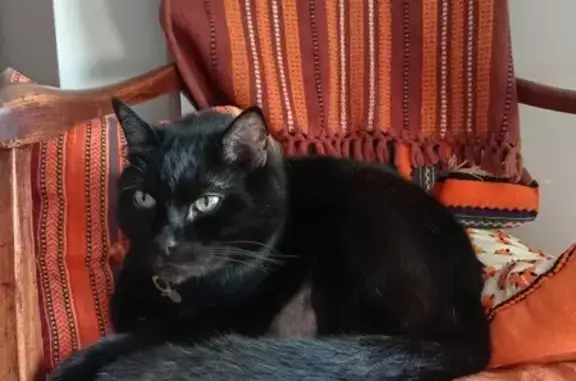 Chat perdu, peureux, rue Étroite, Villeneuve - photo