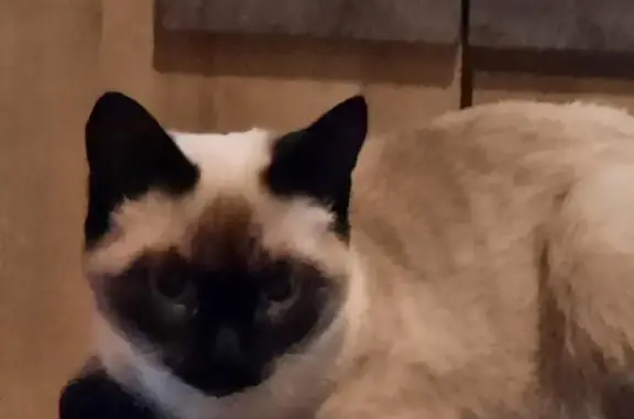 Chatte siamoise perdue à Troisvilles - photo